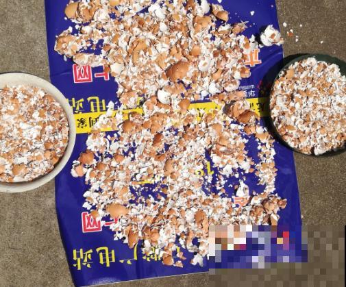 蛋壳养花5大用处，教你养出萝卜根，叶子茂盛挤爆盆！