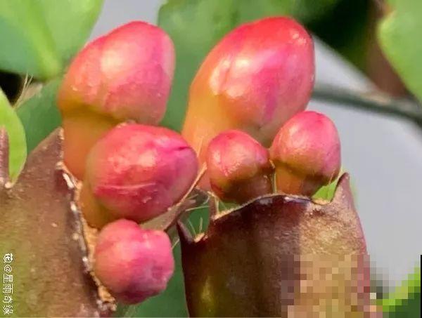 蟹爪兰光长叶子不见花？一掐一喷，半个月后就能开！