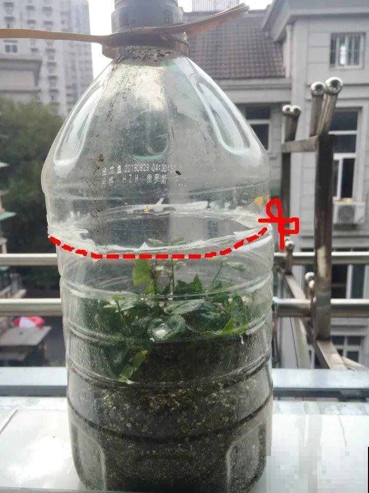 春天扦插，就教你一招不用花盆，一个比一个长得好！