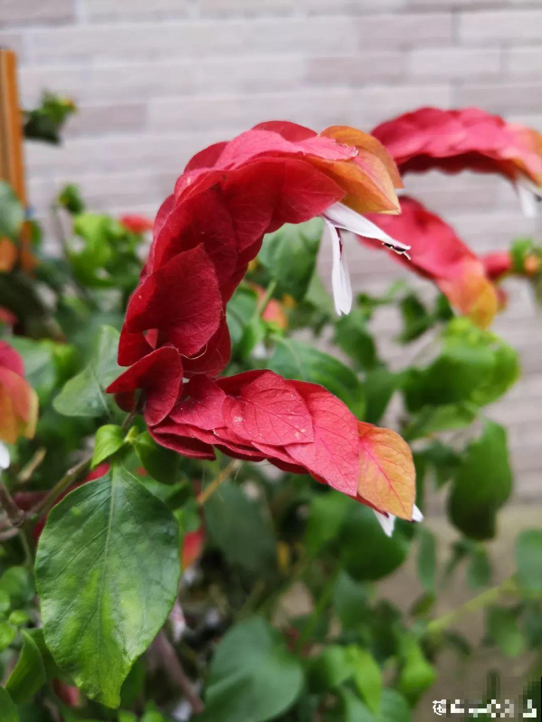 10种过年养的花，花市找不到，谁见了都稀罕！