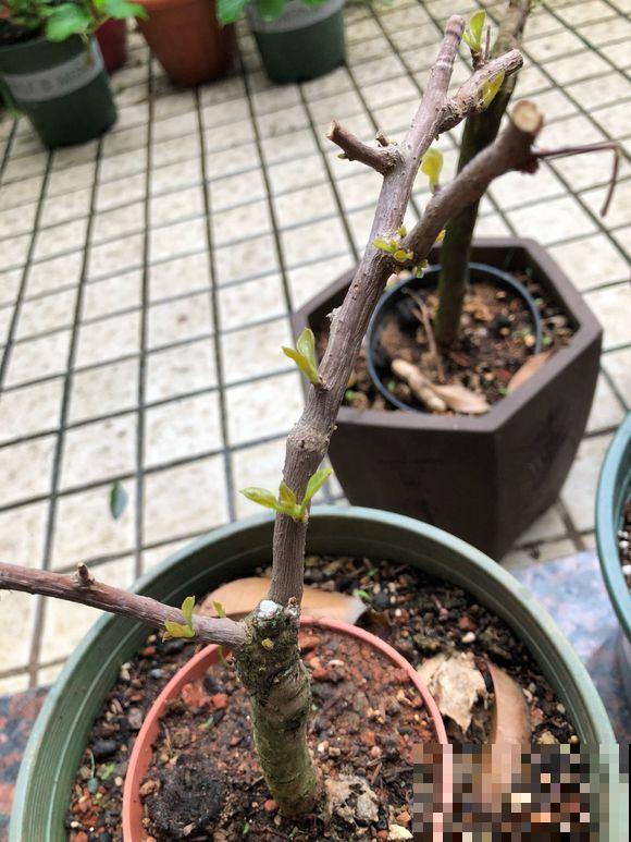 早春谨防倒春寒，家里的花不能乱剪，剪完今年没花看！
