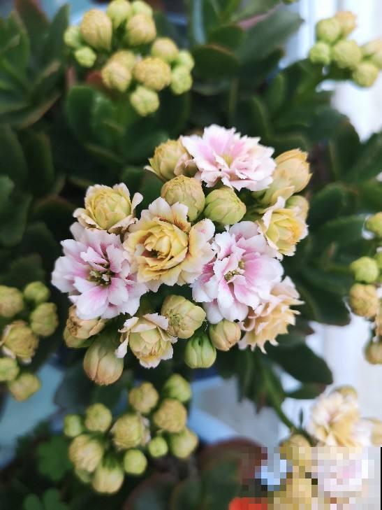 这花是个“老酒鬼”，给花喝一点，叶绿得直直滴油