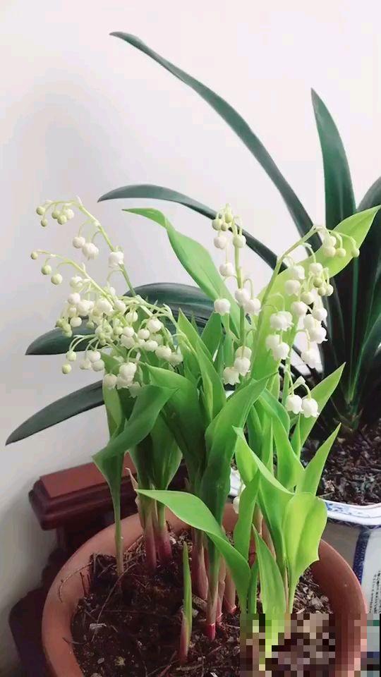 这花长得像“小爪子”，毛茸茸超可爱，一盆就俘获你的心