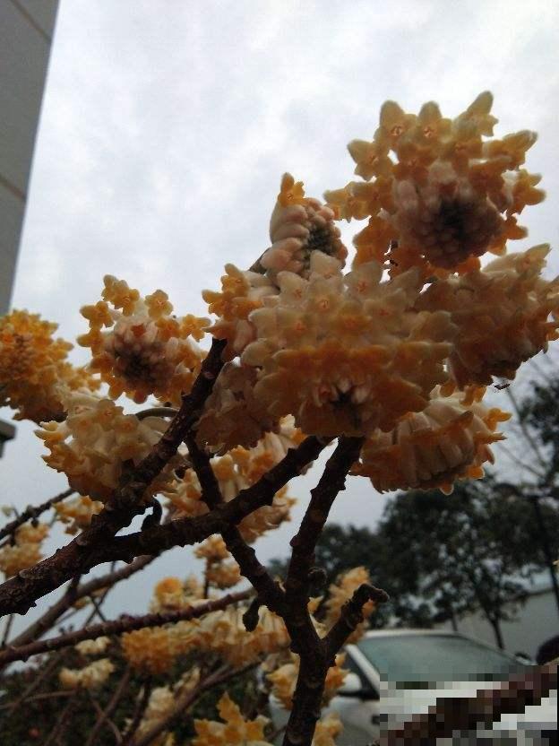 这种“新奇花”，开花满屋飘香，还寓意“喜结连理”