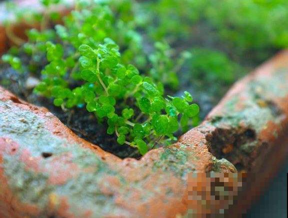 破烂砖块也能养花？功能超多，简直省了大钱！