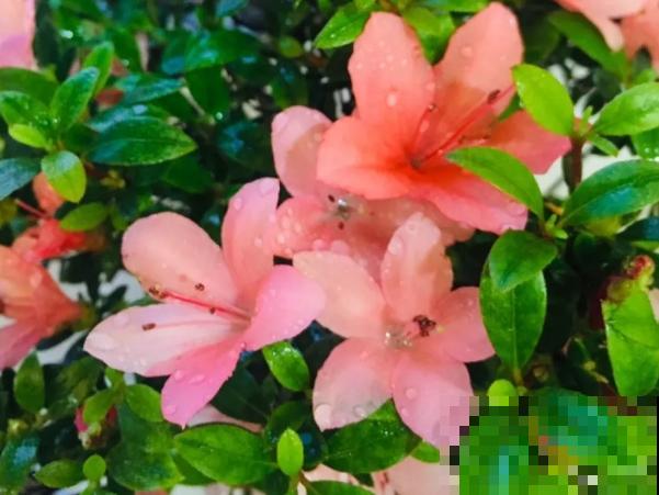 这种花不能买，搬回家就掉光叶子，几乎养不活！