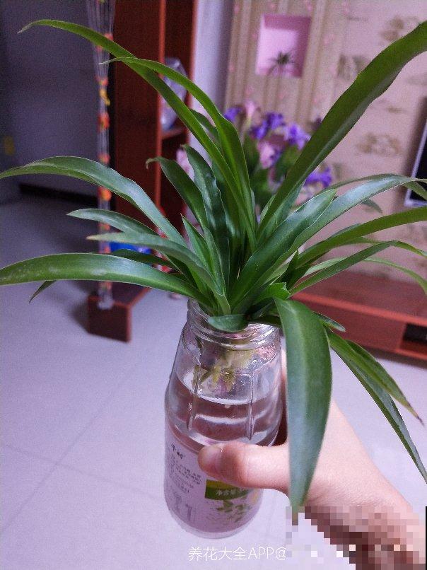总是养死的花，那就放水里养，呼呼冒出“豆芽根”