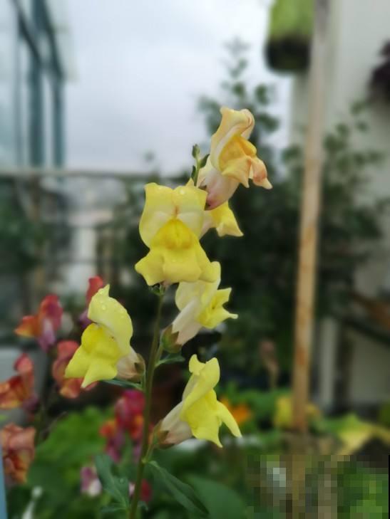 有院子的就养它，种到土里就疯长，来年开出大片花海