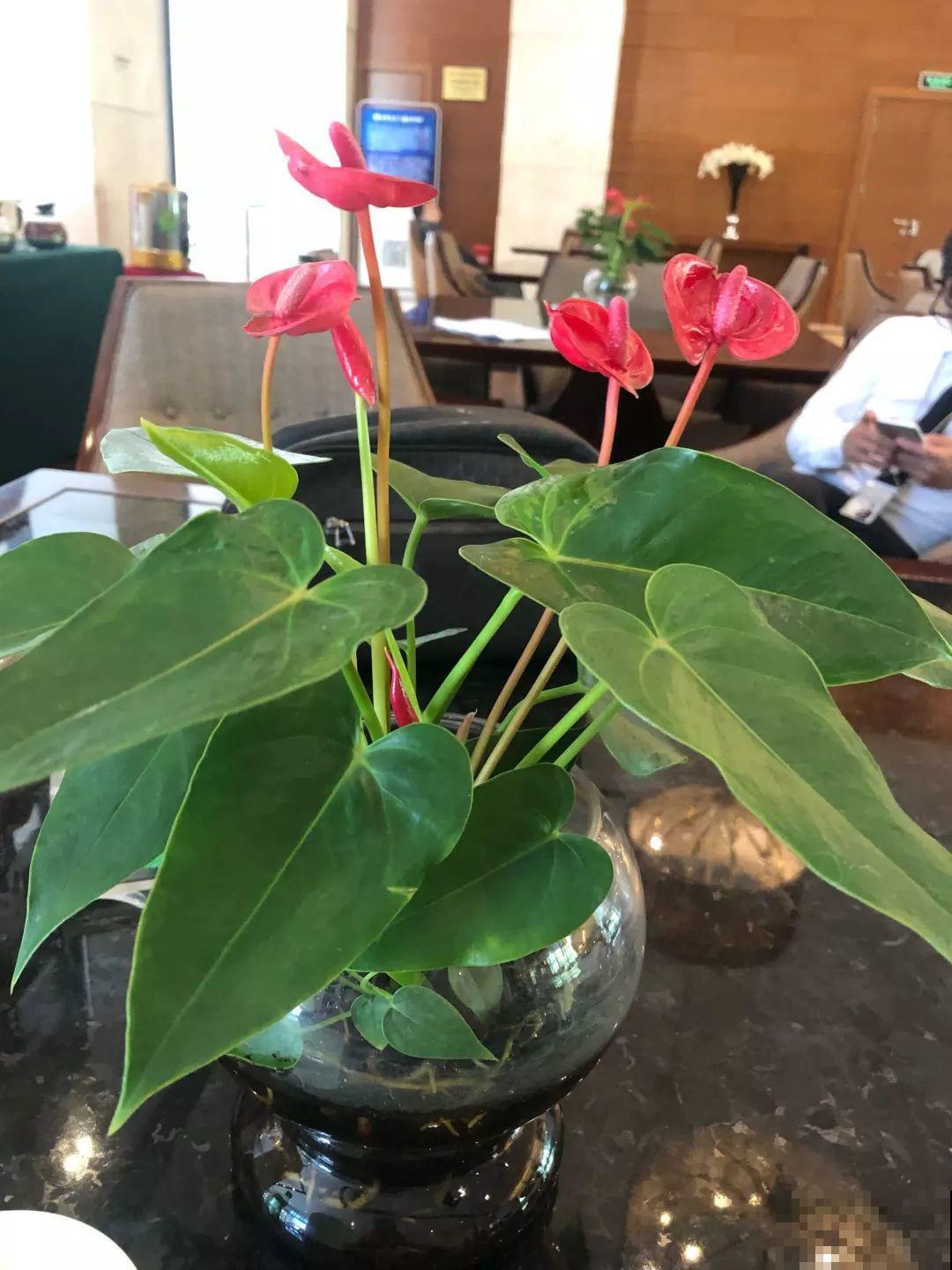 这花就用小盆养，盆越小越开花，比大盆更值钱！