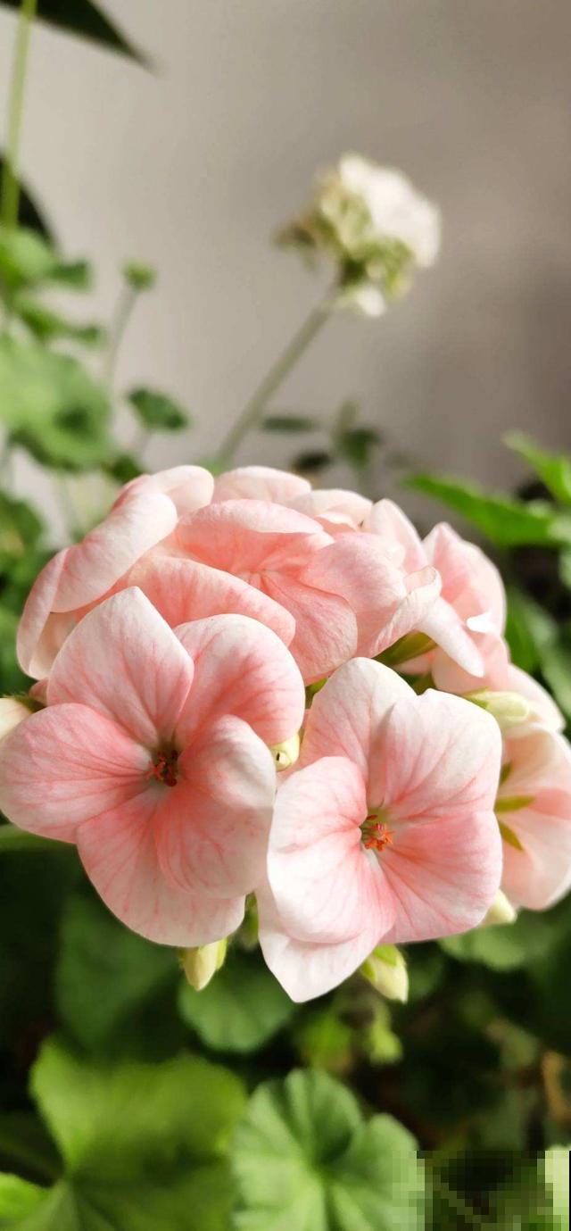 这花又叫“八仙花”，家里养一盆，富贵吉祥招好运