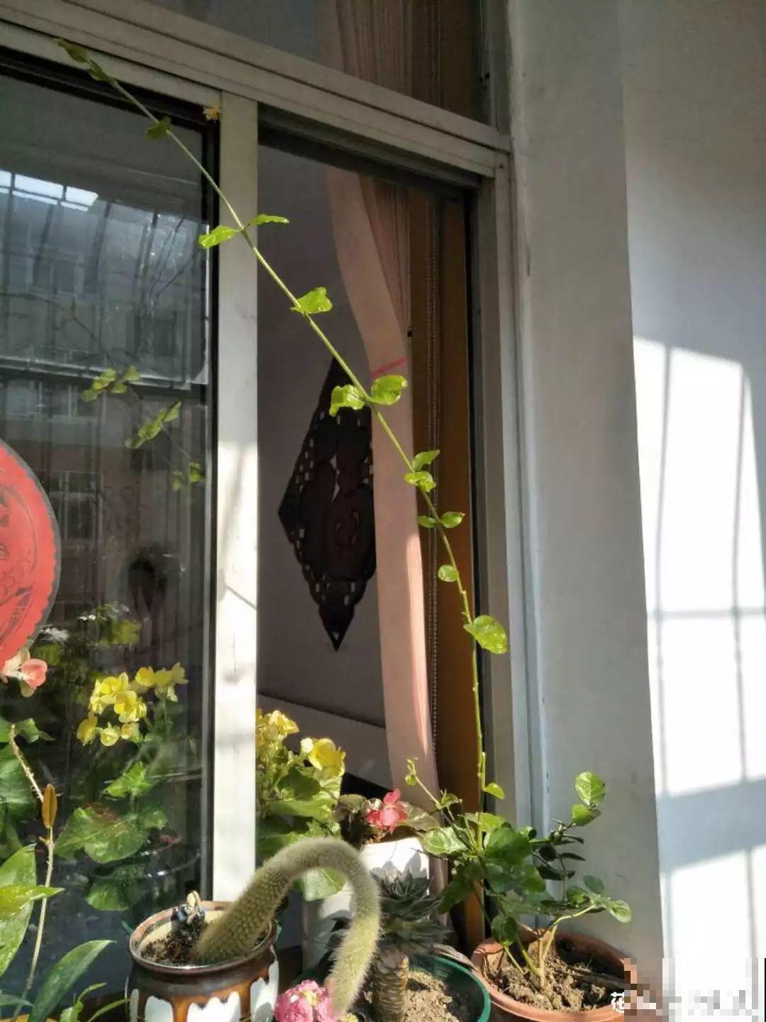 立春过后，这花快要苏醒了，准备好，剪完记得施肥！