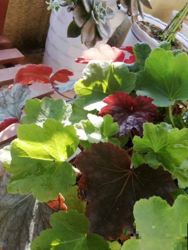 春天不养这花就吃亏，叶子比花还好看，颜色艳得像调色盘
