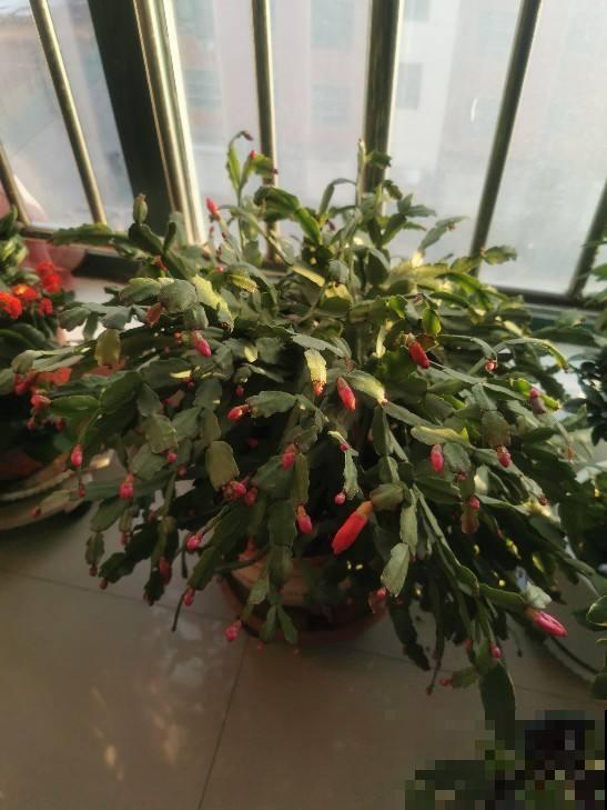 养花浇水7分功，不能大意，否则植物喝不饱水