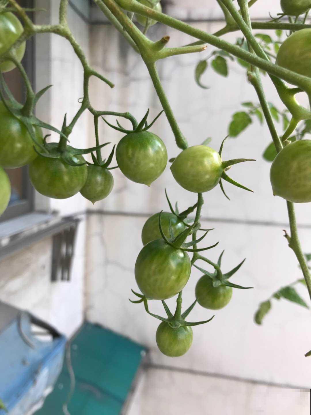 “3种菜”养在阳台，半个月长一茬，掐下一把就能炒菜