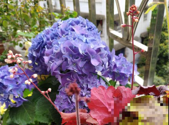 五彩斑斓的春天，靠这些植物来打扮，7种花7个颜色！