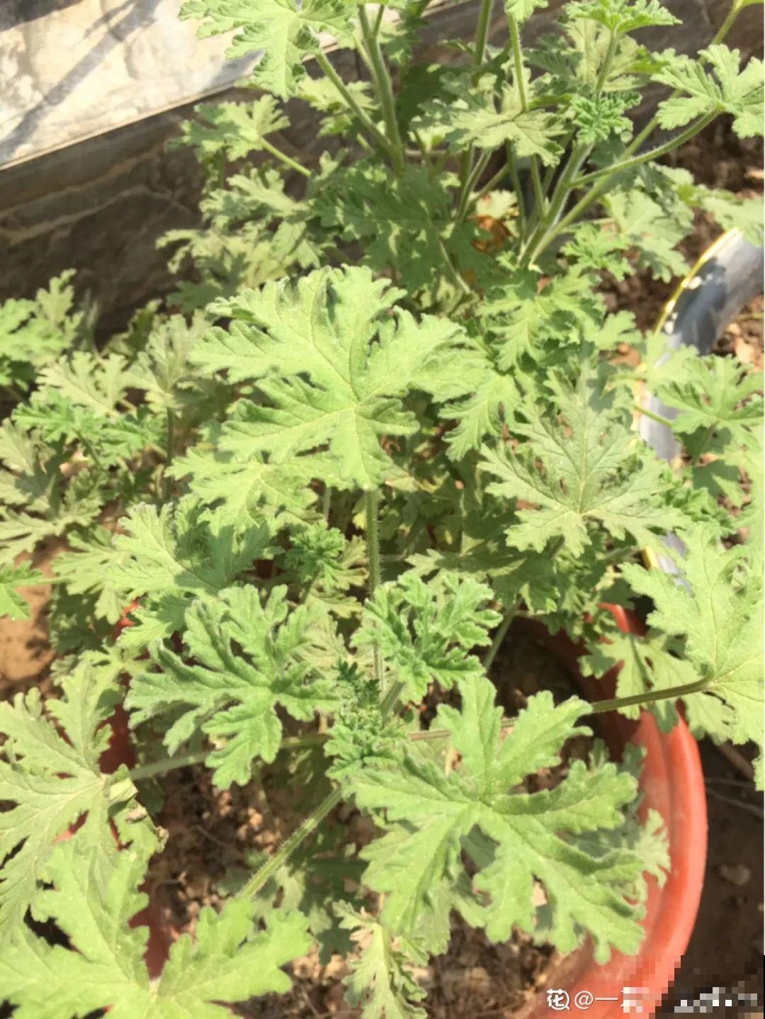 6种吃虫子的花，家里养1盆，虫子都被吓跑了！