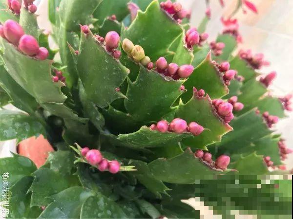 给蟹爪兰用点它，不伤根，春天还能接着往外冒花苞！