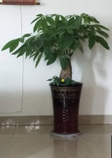 想让家里花疯狂开放，一把小剪刀就解决难题，赶紧学学吧！