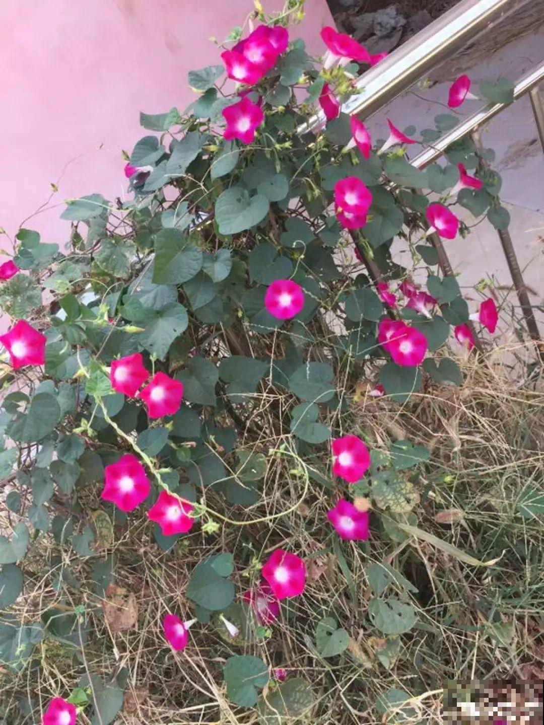 20种爬藤花，早春种一棵，能开满整个花架！