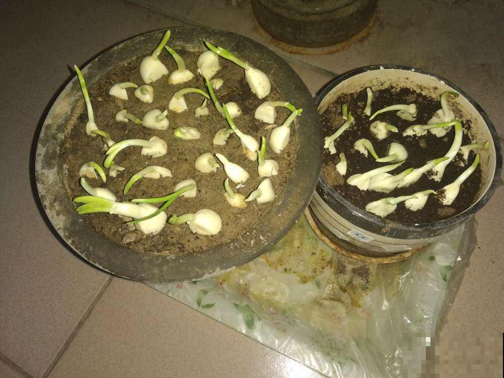懒得出门买菜，把家里的大蒜发成蒜苗，隔几天就能炒一盘！