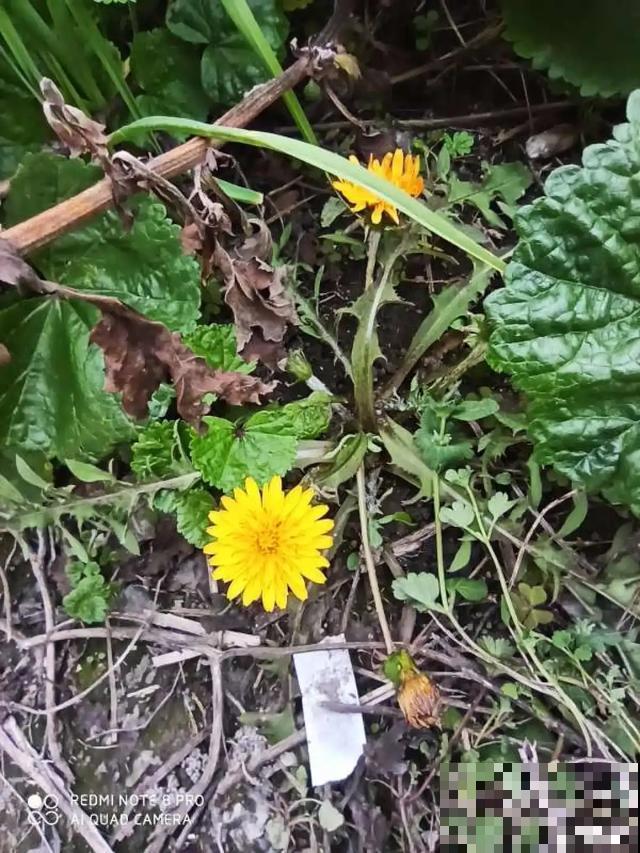 春天野菜赛黄金，教你2种做法，好吃又养生！