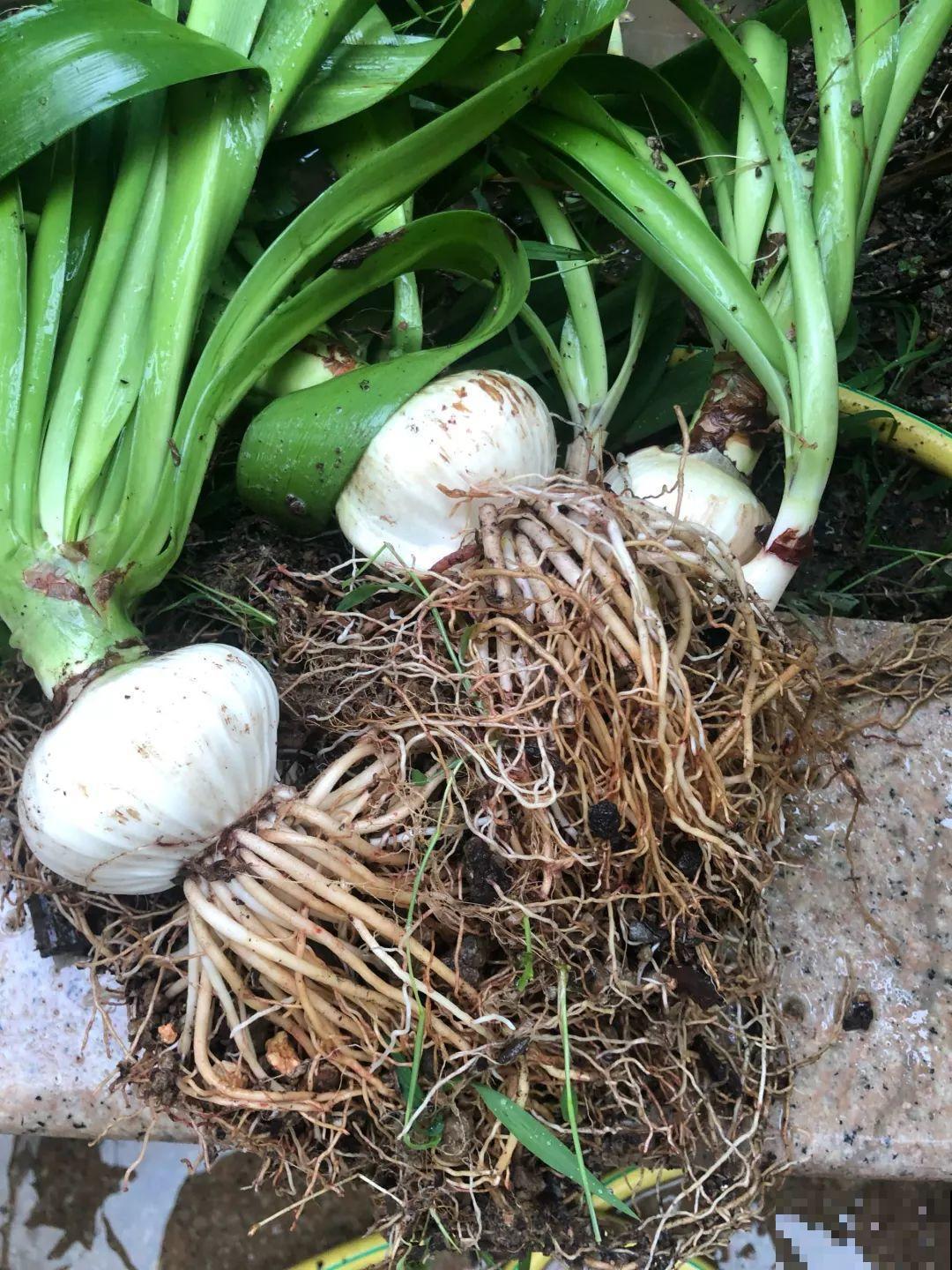 这花太能生，根系长满一轮胎，必须要换盆！