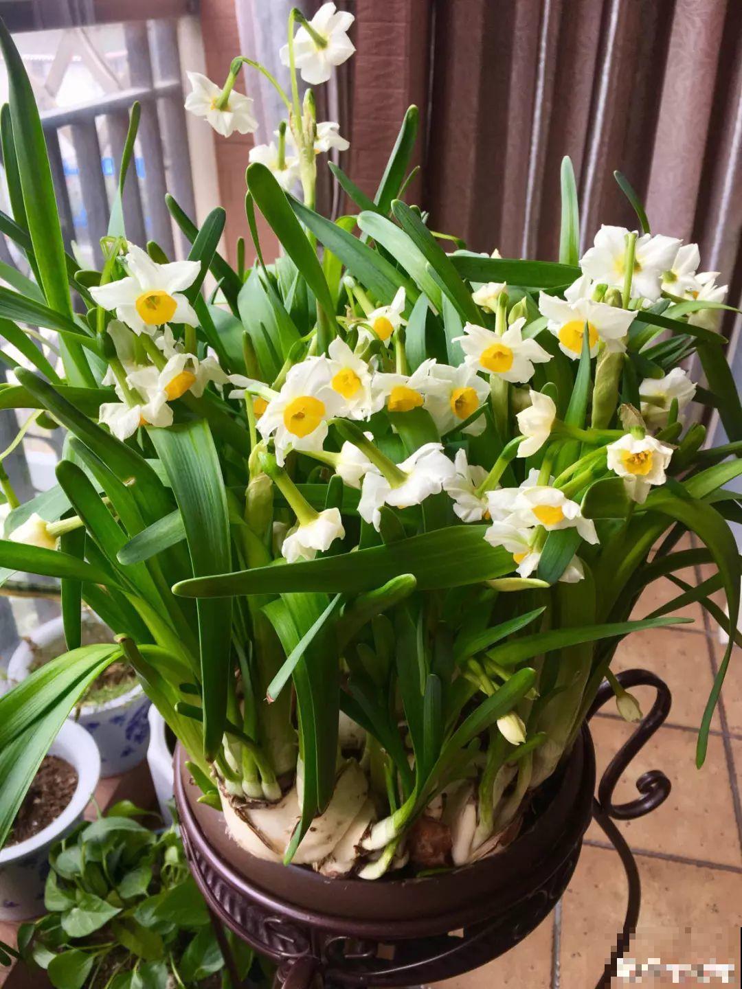 这花真奇葩，越开花叶子越黄，掐一把、来年继续开！