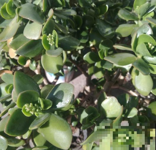 这4种花脸皮厚，不能让它长太高，个子矮点才健康！