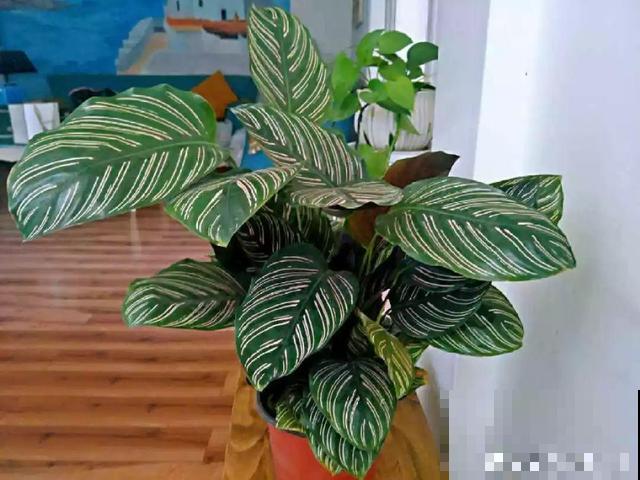 这花太娇气，忘了给它喷水，叶子直接干成杂草！