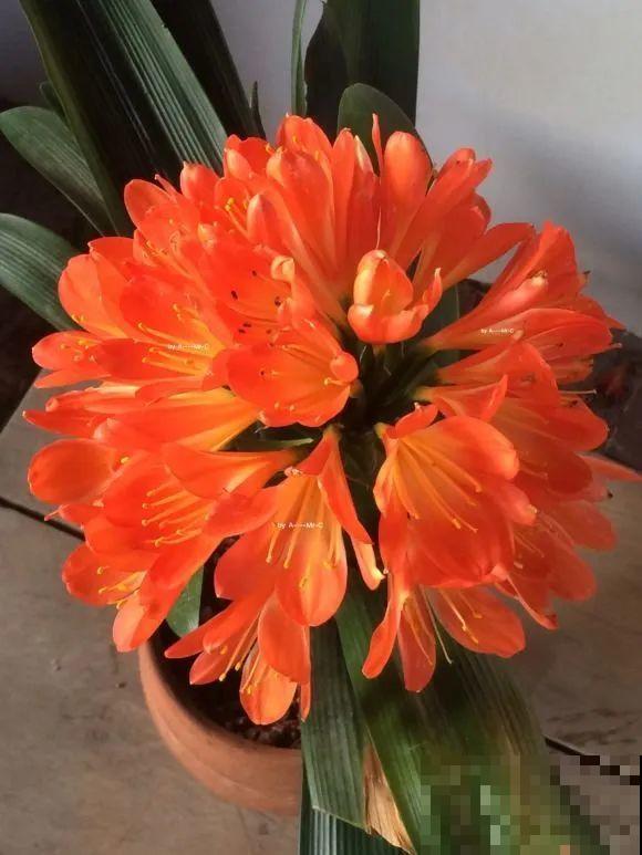 1棵长寿花，冒出124个花箭，开花开成大锅盖，咋养的？