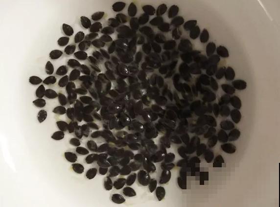 阳台也能种水果，这4种果树盆栽，耐旱耐热挂果多！