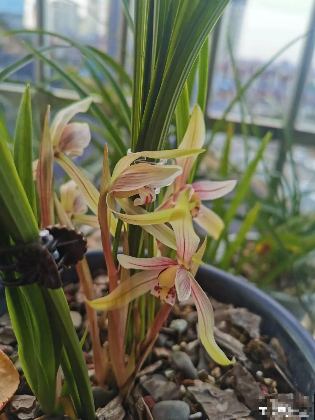 这3种肥料，月季盆里加一点，蹭蹭冒芽还不招虫！