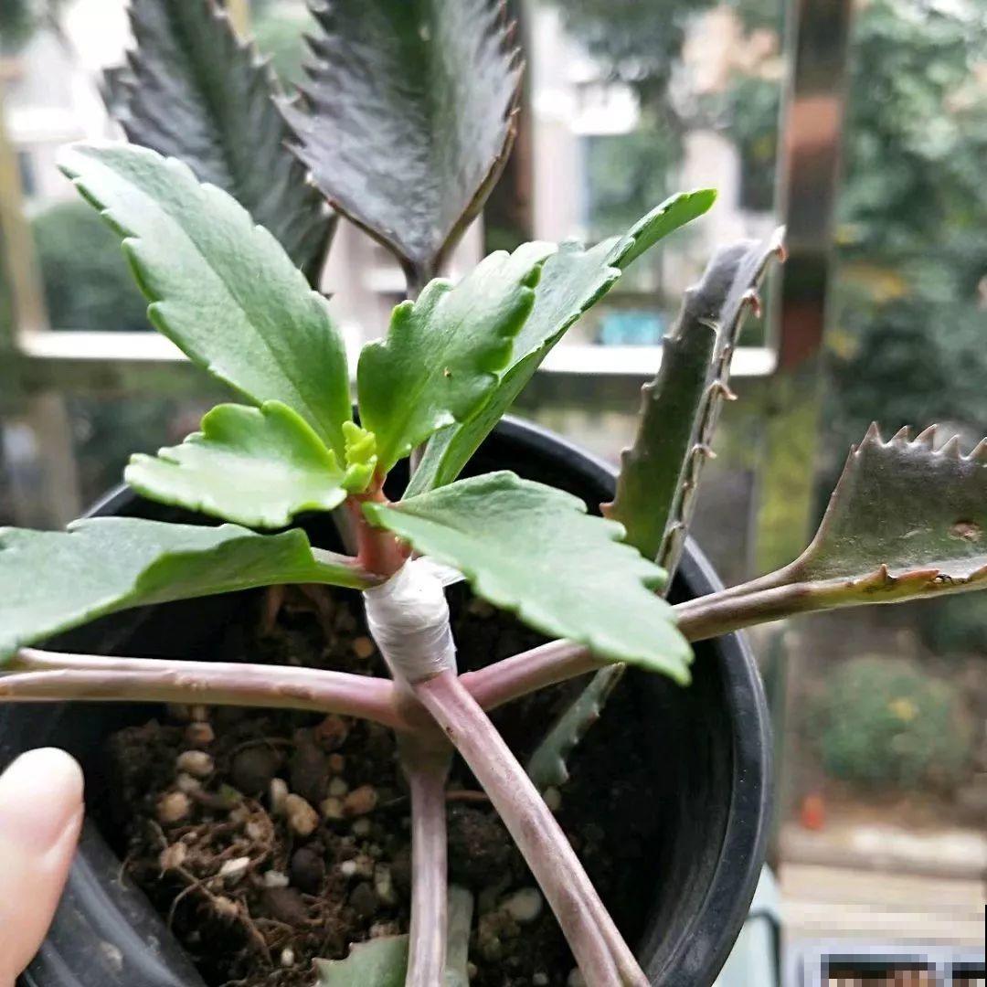 3棵茶花绑一绑，1年变成大老桩，懒人也能养成！