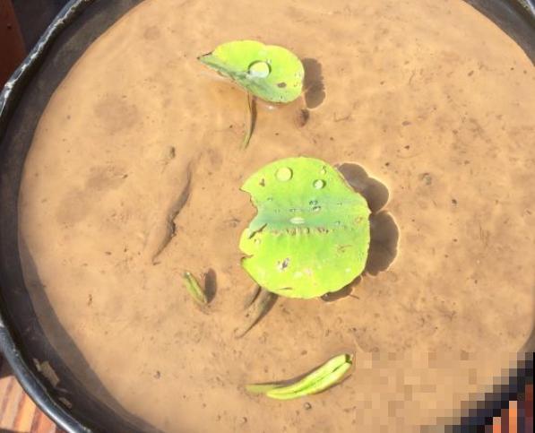 春天适合种一盆碗莲，浇多少水都没事，开花香远益清！