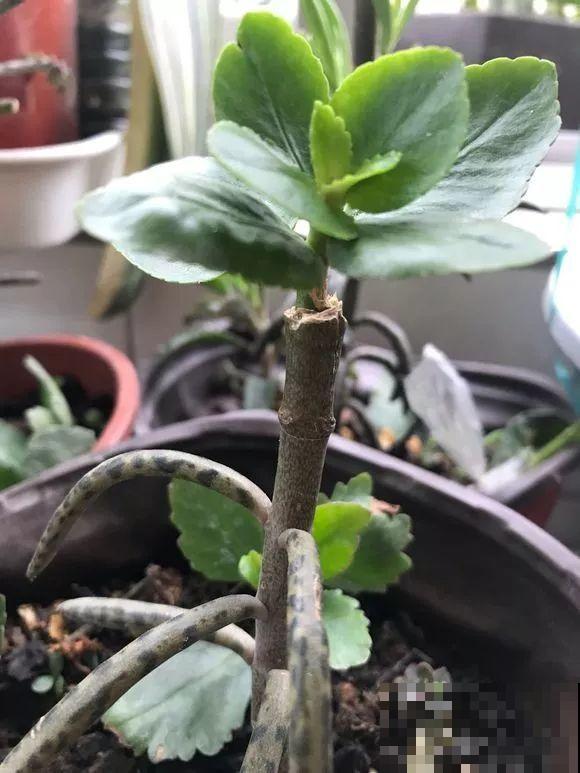 用长寿花盆里浇点它，叶片个个都巴掌大，长成2米“巨无霸”！