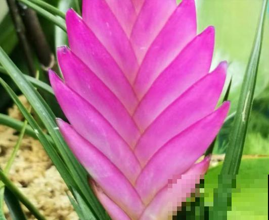 铁兰开花了，紫色花朵太新奇，老妈非说是塑料假花！