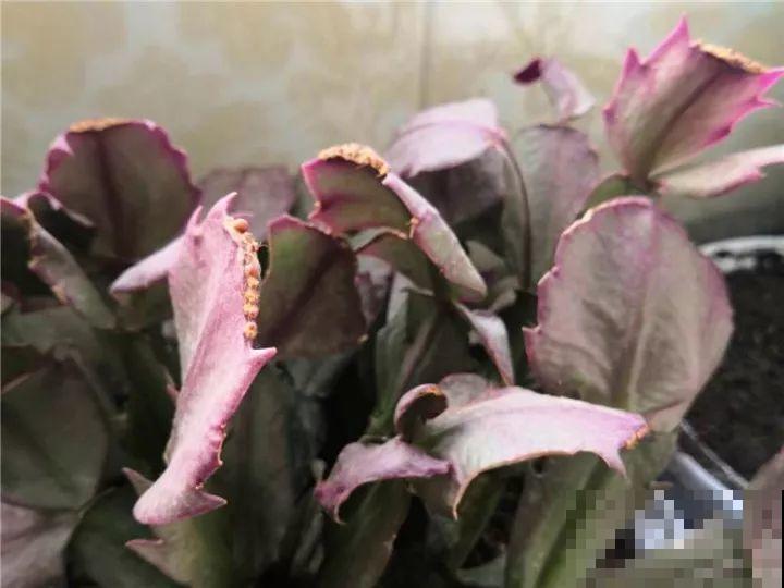 蟹爪兰光长叶子不见花？一掐一喷，半个月后就能开！