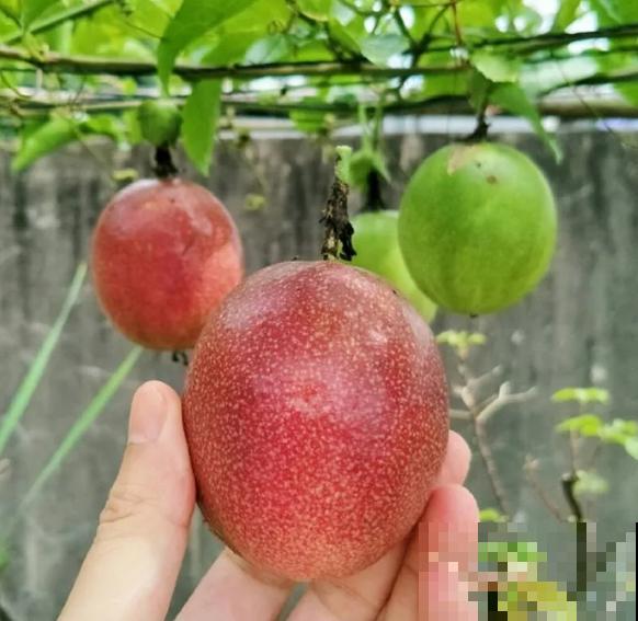 阳台也能种水果，这4种果树盆栽，耐旱耐热挂果多！