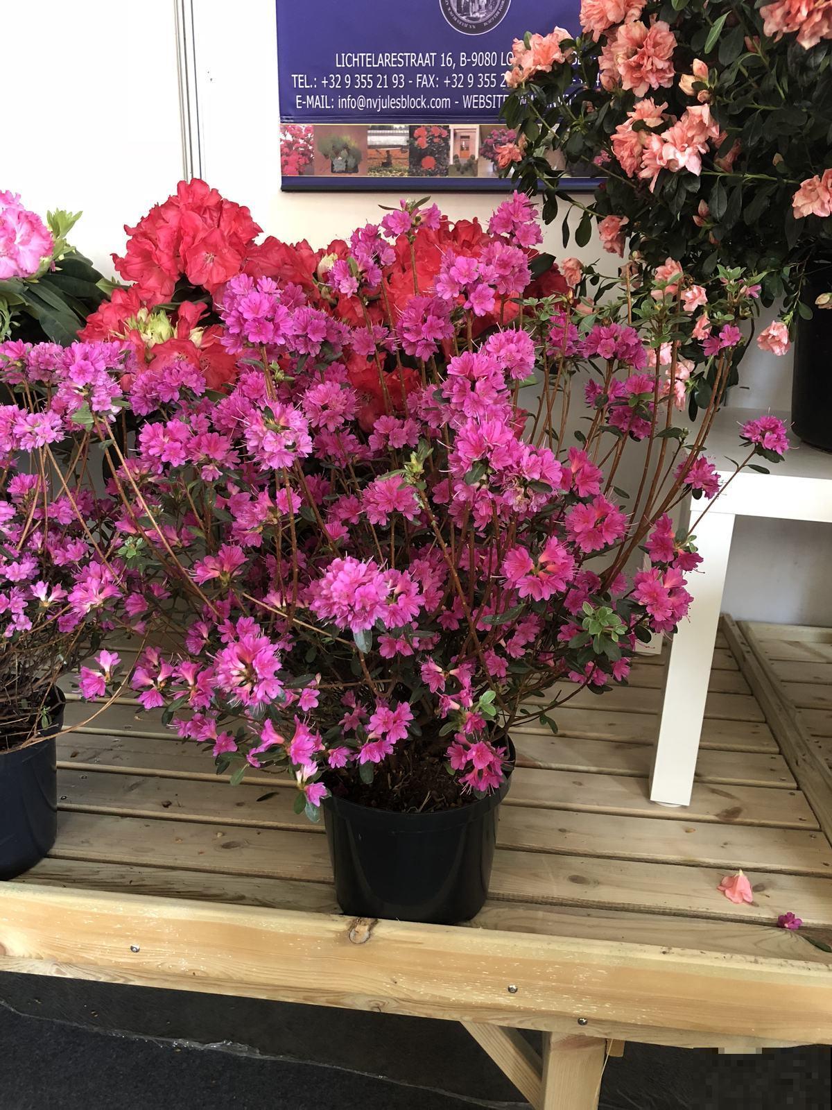 “2种花”得富养，施肥浇水不能马虎，否则分分钟黄叶