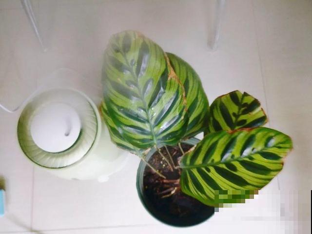 这花太娇气，忘了给它喷水，叶子直接干成杂草！