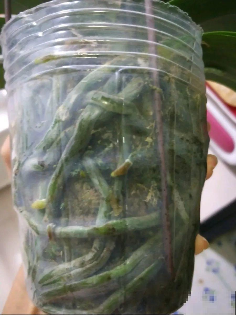 长寿花喷点它，很快复花，一茬接一茬的开！