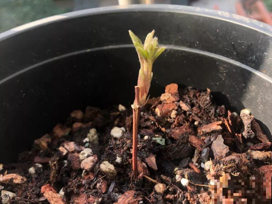 立春过后，这花快要苏醒了，准备好，剪完记得施肥！