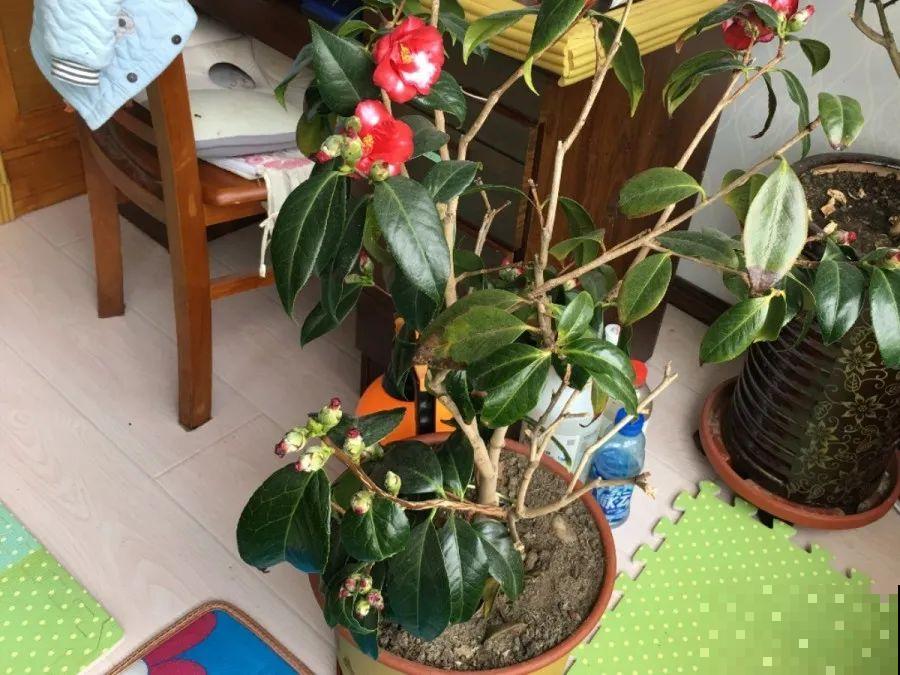 花养成光杆司令，别扔了、还有救，3天起死回生！