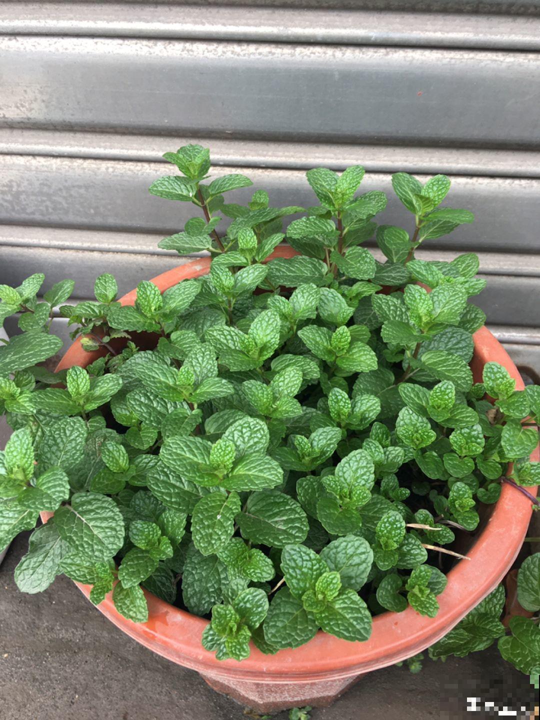 自带香味还能泡水喝的6种花，阳台养一盆，堪比小药箱！