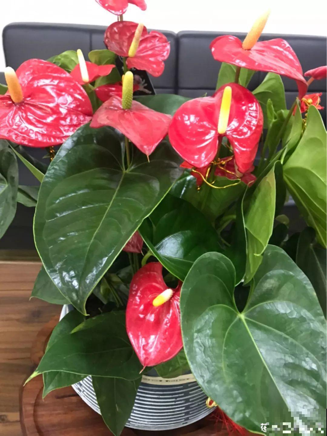 18种过年花，随便挑着养，“鼠”你新年最有钱！