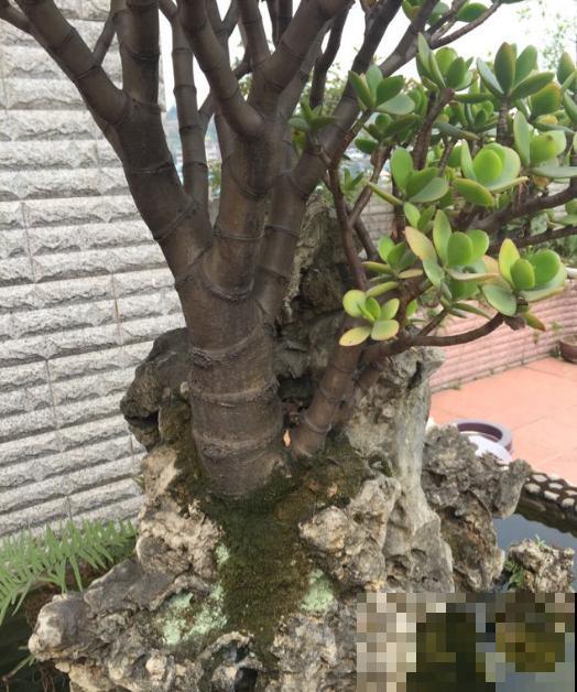 玉树一片叶子，丢到石头缝里，长成10年极品老桩，真厉害！