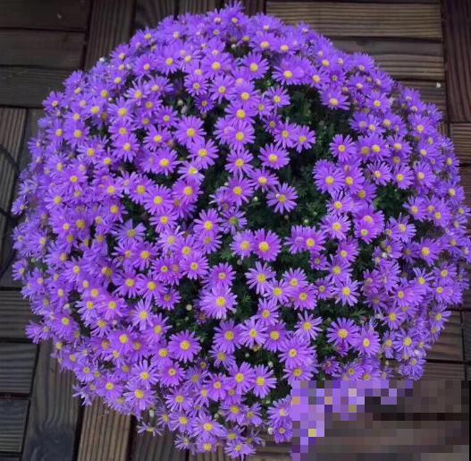 春天是养花的季节，该播种修剪、扦插施肥了，快看你都做了没？