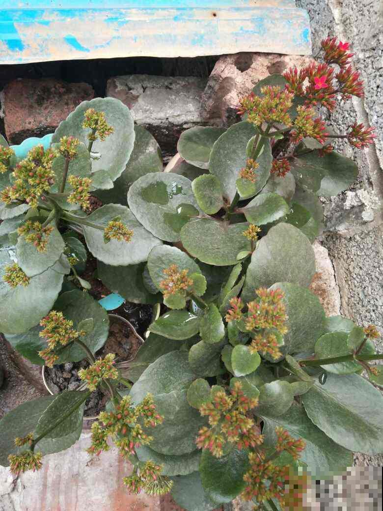 长寿找准位置剪一刀，花苞呼呼冒，摁都摁不住