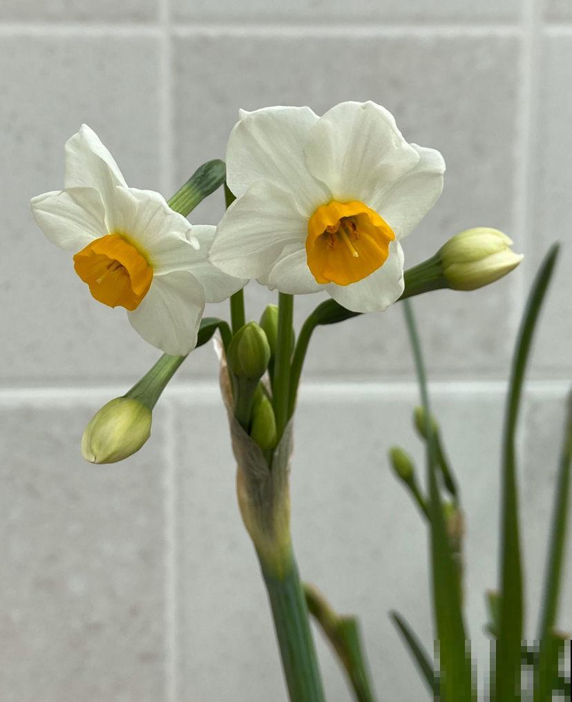 一个季节一种花，一年365天不间断赏花，就养这几种！