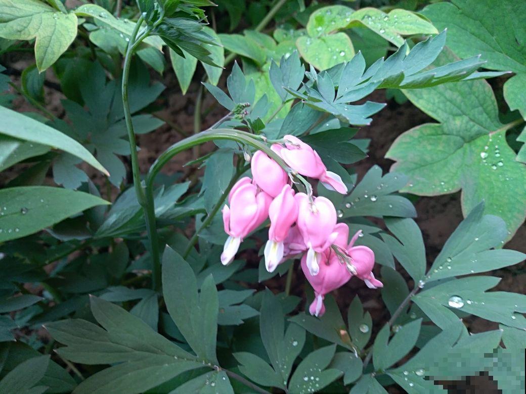 开花像“小荷包”的花，叶子却像牡丹，特吸引人